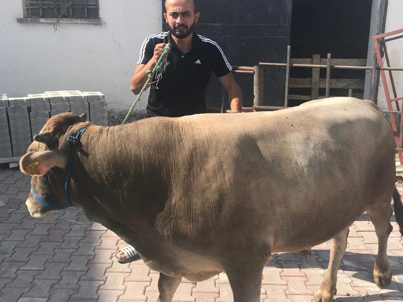 MERAM KURBAN;konyada adakçı, konya adakçısı, konya adaklık, adaklık, adaklık koyun, adaklık koç,kurbanlık